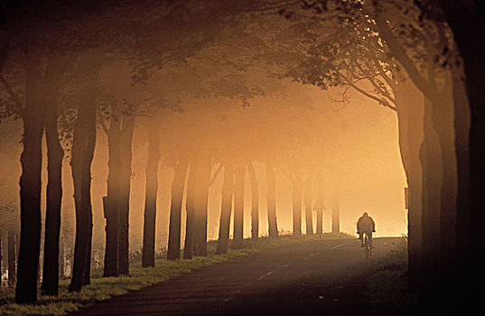 树林,道路,骑车,日落,荷兰