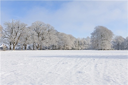 树,地点,雪中,遮盖,冬季风景