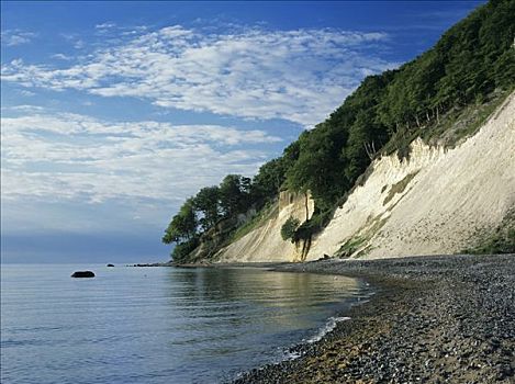 松树,悬挂,上方,白色,白垩断崖,落下,海洋,雅斯蒙德国家公园,吕根岛,梅克伦堡前波莫瑞州,德国,欧洲