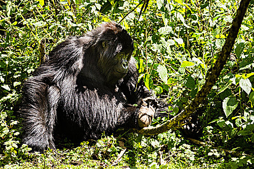 山地大猩猩,大猩猩,火山国家公园,国家,卢旺达,非洲