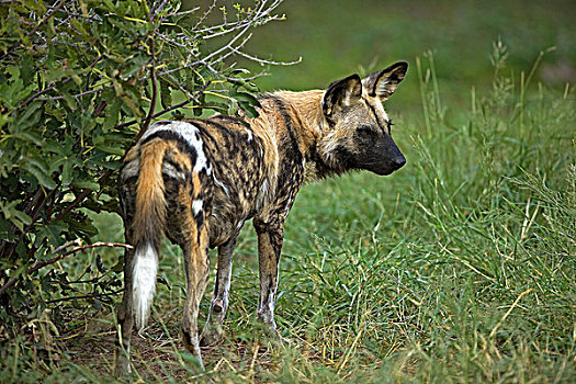 非洲野狗,非洲野犬属,草地,纳米比亚