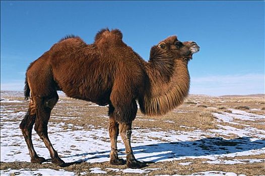 冬天,戈壁沙漠,蒙古