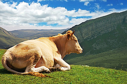 母牛,上面,山,夏天