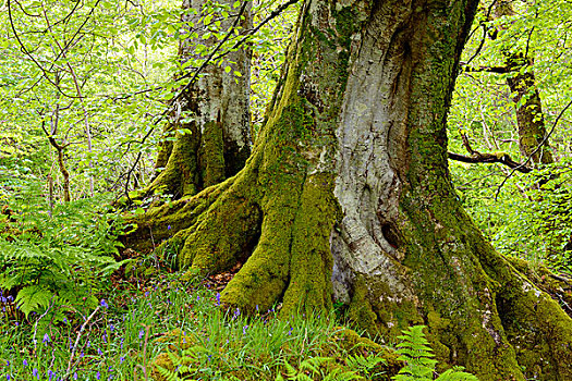 特写,老,山毛榉树,靠近,斯凯岛,苏格兰,英国