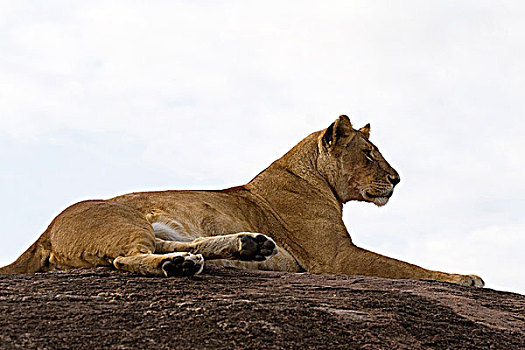 雌狮,狮子,休息,石头,马赛马拉国家保护区,肯尼亚