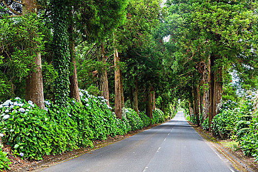 绣球花,盛开,下面,道路,柳杉,树,日本柳杉,日本山茶,岛屿,亚速尔群岛,葡萄牙