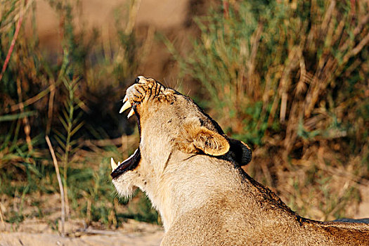 雌狮,哈欠,沙子,禁猎区,南非