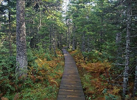 芬地湾国家公园,新布兰斯维克,加拿大