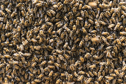 拥挤,蜜蜂,生物群,人口