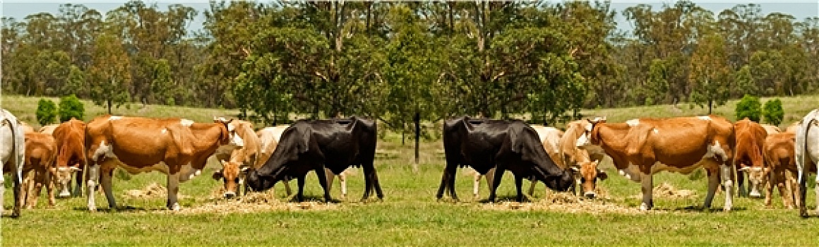 澳大利亚,菜牛,母牛,边界
