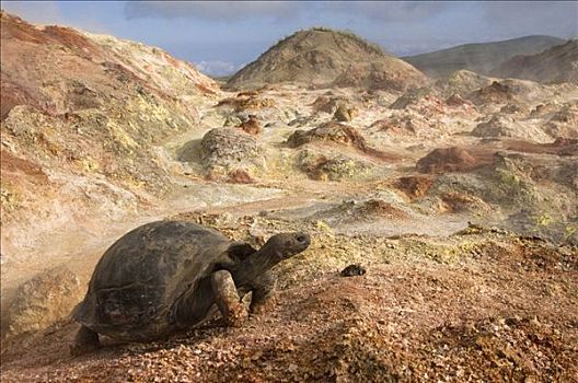 阿尔斯多火山海岛陆龟,加拉巴哥象龟,喷气孔,阿尔斯多火山,地面,伊莎贝拉岛,加拉帕戈斯群岛,厄瓜多尔