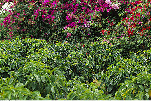 咖啡种植园,哥斯达黎加