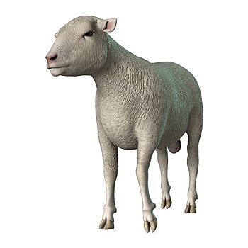 绵羊,白色背景