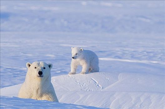 北极熊,母熊,显现,窝,北极圈,海岸