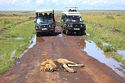 狮子,旅游,吉普车