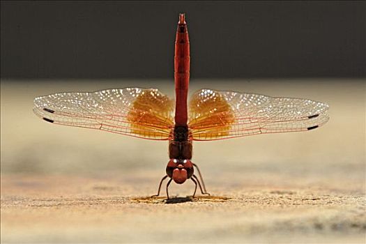 红色,蜻蜓,成虫,国家公园,南非