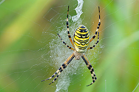 黄蜂,蜘蛛,橫紋金蛛,雌性,坐,蜘蛛网,北莱茵威斯特伐利亚,德国,欧洲