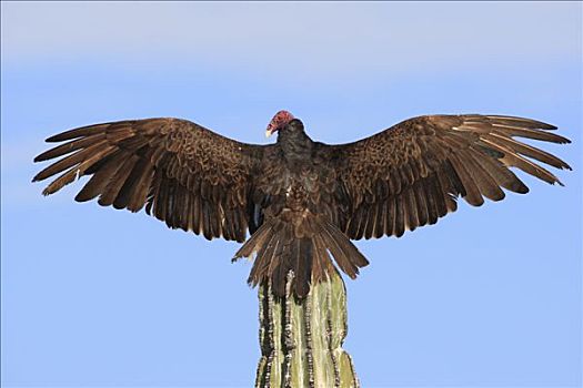 美洲鹫,红头美洲鹫,阳光,仙人掌,埃尔比斯开诺生物圈保护区,墨西哥