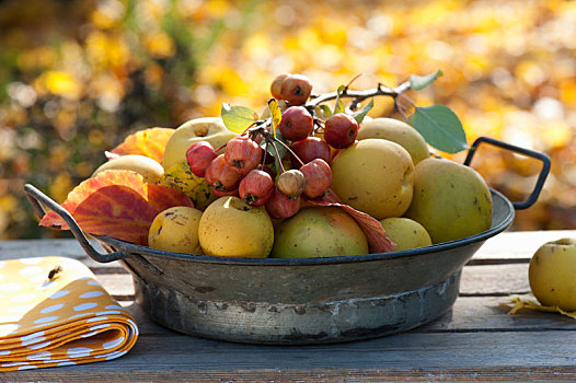 水果,木瓜属,装饰,榅桲树,苹果树,观赏苹果