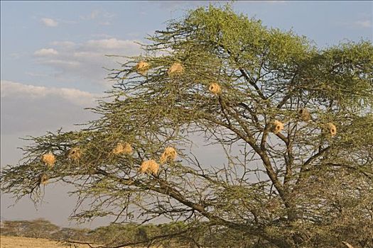 文鸟科,鸟窝,树上,肯尼亚