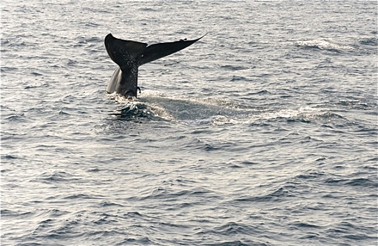 鲸,尾部
