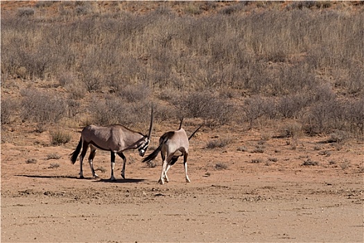 南非大羚羊,羚羊
