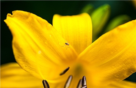 盛开,黄色,百合,花,小,蜘蛛
