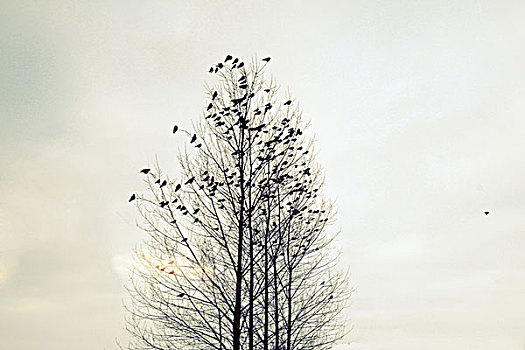 空,冬天,树枝,鸟,栖息,树,剪影,太阳,丹麦
