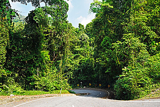 道路,雨林,马来西亚