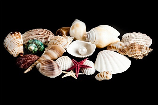 异域风情,海螺壳,财富,海洋