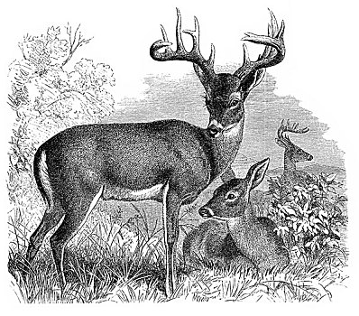 历史,插画,鹿,鹿属,19世纪,百科全书
