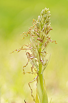 蜥蜴,兰花,靠近,耶拿,图林根州,德国,欧洲