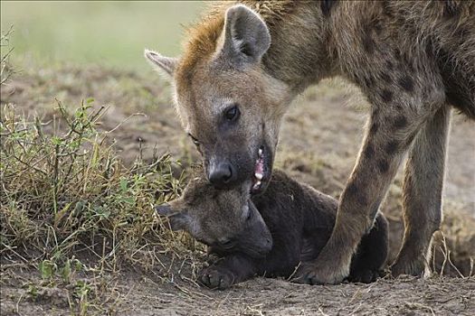 斑鬣狗,幼小,玩,十四,星期,老,幼兽,马赛马拉,肯尼亚