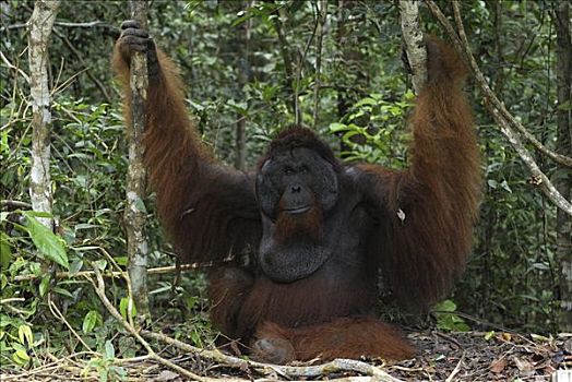 猩猩,黑猩猩,坐,雨林,地面,檀中埠廷国立公园,印度尼西亚