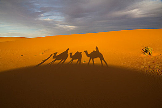 北非,塔菲拉勒特,梅如卡,却比沙丘,黄昏,影子,单峰骆驼,骆驼,驼队,柏柏尔人,男人