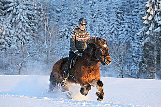 年轻,骑乘,冰岛,马,驰骋,深,雪,晚间