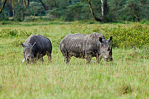 白犀牛,纳库鲁湖国家公园,肯尼亚,东非