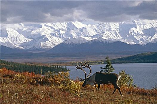 北美驯鹿,公牛,苔原,靠近,旺湖,德纳里国家公园,秋天,麦金利山