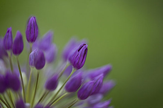 紫色,花
