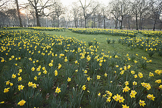 水仙花,绿色公园,伦敦,英格兰