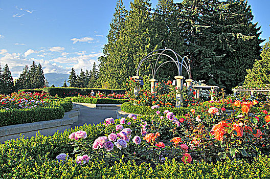 玫瑰园,大学,温哥华,不列颠哥伦比亚省,加拿大