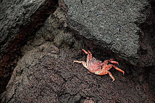 石头,螃蟹,骨骼,湾,北方,夏威夷,美国