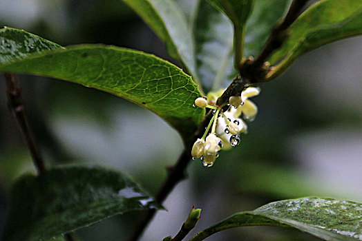 雨中桂花