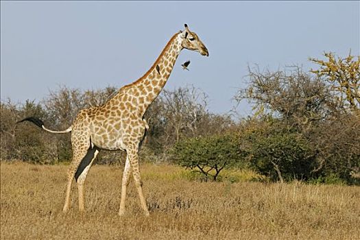 悬空,长颈鹿,博茨瓦纳,非洲