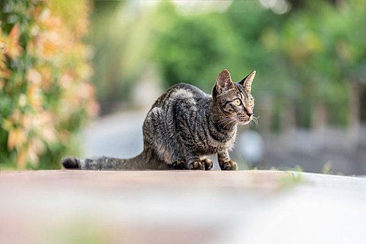 后院花园里玩耍的可爱猫眯