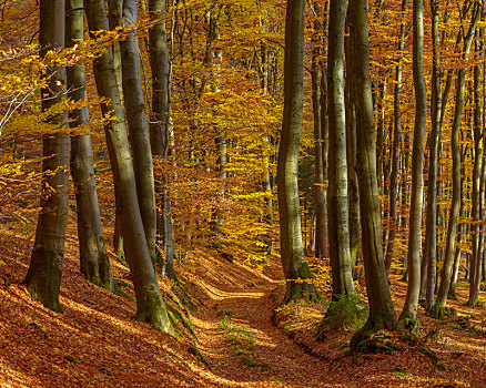 小路,山毛榉,树林,秋天,施佩萨特,巴伐利亚,德国