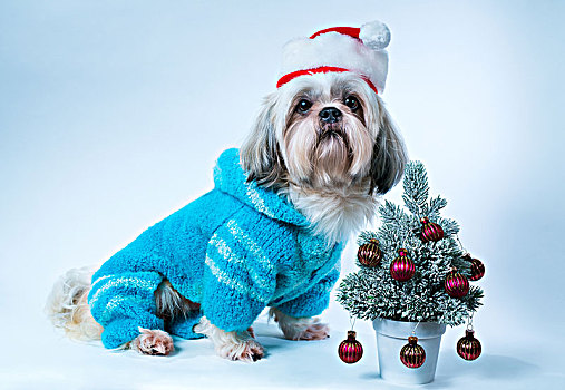 西施犬,狗,圣诞帽,蓝色,毛衣,小,新年,树,白色背景,蓝色背景