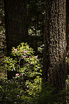 小树林,草原小溪红杉州立公园,加利福尼亚