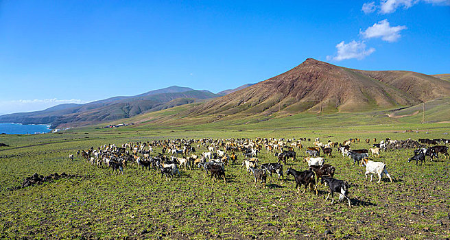 山羊,牧群,干盐湖,兰索罗特岛,加纳利群岛,西班牙,欧洲