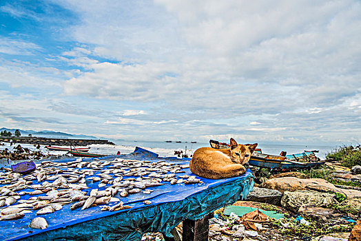 印尼,大海,渔村,沙滩,晒鱼,船,猫,慵懒